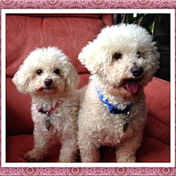 Thumbnail photo of Adopted!Spunky & Sydney - KY #3