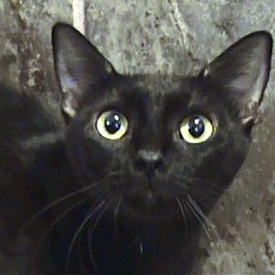 Photo of Heather - Barn Cat