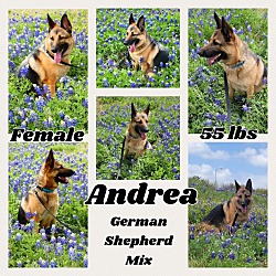 Thumbnail photo of Andrea (TX adopt only) #2
