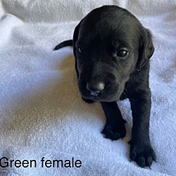 Thumbnail photo of Green puppy #2
