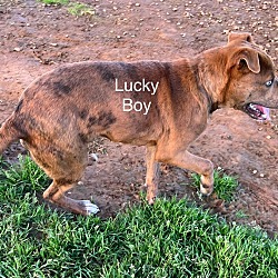 Thumbnail photo of Lucky Boy #3