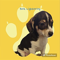 Photo of Bolt Lightening Weather