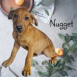 Photo of Nugget