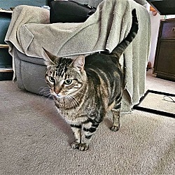 Photo of Ms Jane's Cat - Offered by Owner