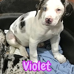 Thumbnail photo of Violet #3