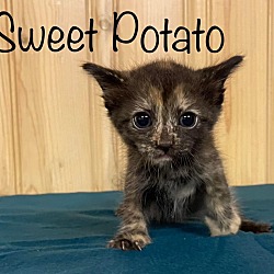 Thumbnail photo of Sweet Potato #2