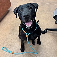 adopt a pet