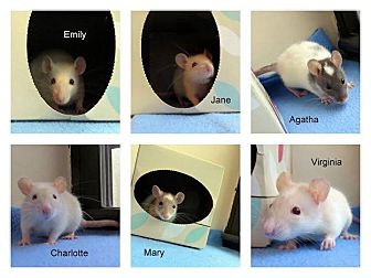 Brooklyn, NY - Rat. Meet Baby Girl Rats 