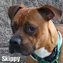 Thumbnail photo of Skippy #1