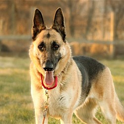 STEPHENS CITY, VA - German Shepherd Dog. Meet Kylie 2668 a Pet for ...