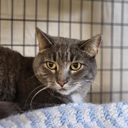 Photo of Clover