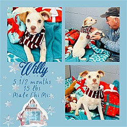 Thumbnail photo of WILLY #4