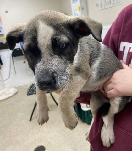 Bryan, TX - Mountain Cur. Meet Trophy a Pet for Adoption - AdoptaPet.com