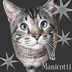 Thumbnail photo of Manicotti #2