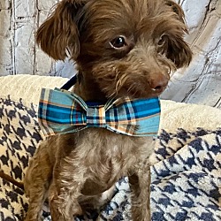 Thumbnail photo of Brownie - adorable 6lb poodle! #1