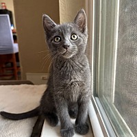 adopt a pet