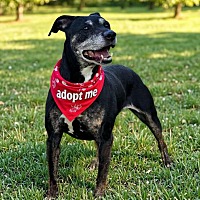 adopt a pet