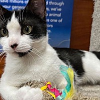 adopt a pet