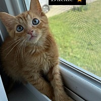 adopt-pet