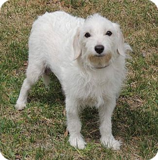 La Habra Heights Ca Cockapoo Meet Margo A Pet For Adoption