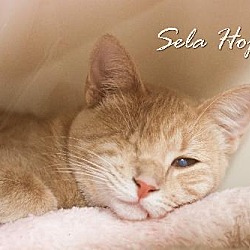 Thumbnail photo of Sela #2