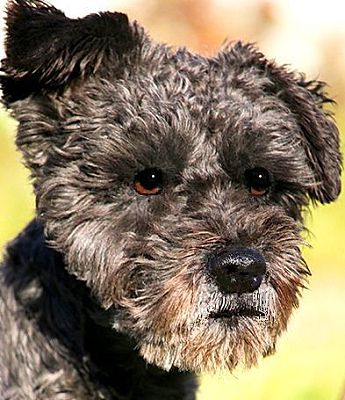 Schnoodle Dogs For Adoption Goldenacresdogs Schnoodle Dogs For Adoption