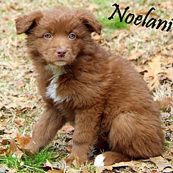 Thumbnail photo of Noelani~adopted! #4