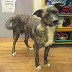 Fayetteville/Lincoln County Animal Shelter in Fayetteville, Tennessee