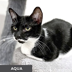Thumbnail photo of Aqua #3