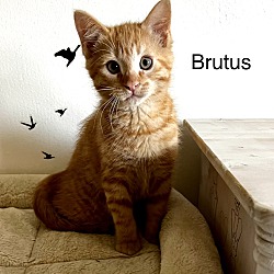 Photo of Brutus (with Tiny)