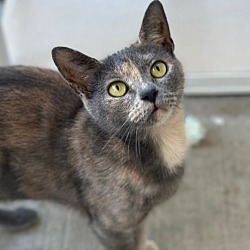 Photo of LIZZIE Cat