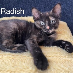 Photo of Radish