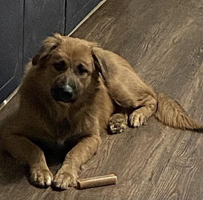 Waco, TX - Golden Retriever/Great Pyrenees. Meet Beau a Pet for ...