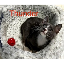 Thumbnail photo of Thunder #1