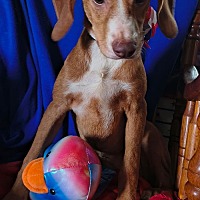 adopt a pet
