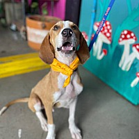 adopt a pet