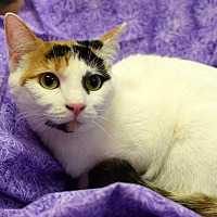 adopt-pet
