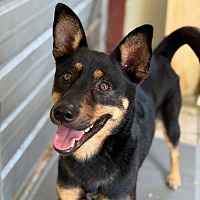 adopt a pet