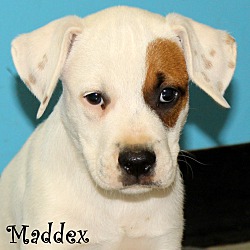Thumbnail photo of Maddox~adopted! #1