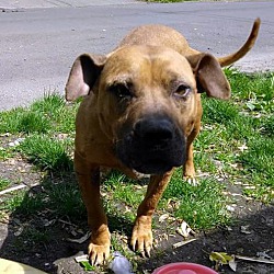 Photo of Buttercup Foster needed