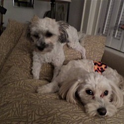 Thumbnail photo of Chabliss & Knox*Adopted #2