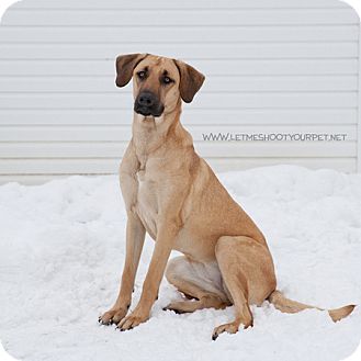 black and tan great dane