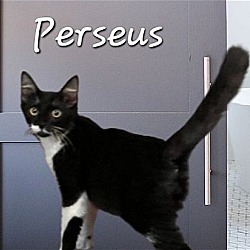 Photo of Perseus #expert-snuggler