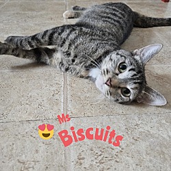 Thumbnail photo of Biscuits #3