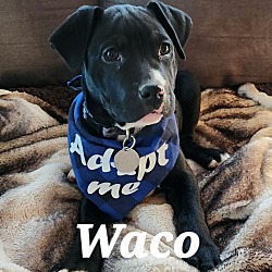 Thumbnail photo of Waco #4