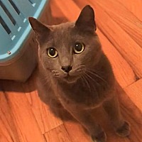 adopt a pet