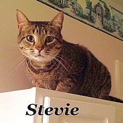 Thumbnail photo of Stevie #2