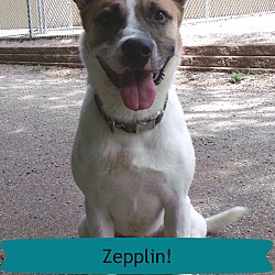 Thumbnail photo of Zepplin #1