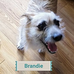 Thumbnail photo of Brandie-True sweetie #2