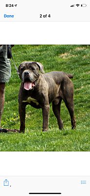 Bristol Tn Cane Corso Meet Baloo A Pet For Adoption